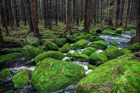 Discovering Black Forest, United States: A Hidden Gem