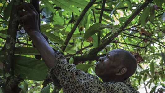 Discovering Poko: A Hidden Gem In Côte D'ivoire