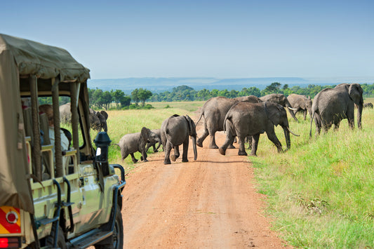 Handeni Wildlife Safaris: An Unforgettable Adventure In Tanzania