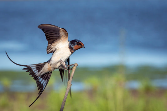 Birdwatching In Ban Bang Pu Mai