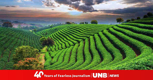 Top 10 Must-visit Tea Gardens In Sylhet