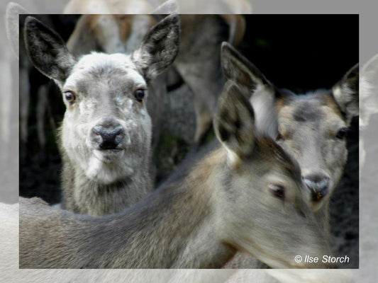 Poás Volcano: Unique Ecosystems And Wildlife