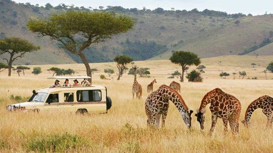 Safari Travel: An Unforgettable Adventure In The Wild