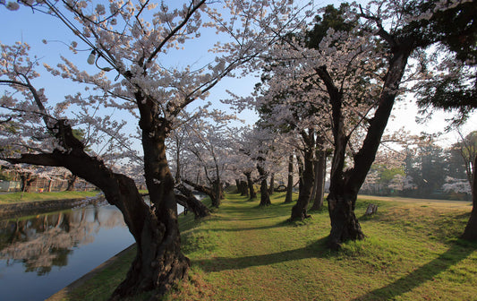 Culinary Experiences In Tsuruoka: A Food Lover's Paradise