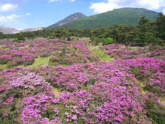 Discovering Ebino: A Hidden Gem In Japan