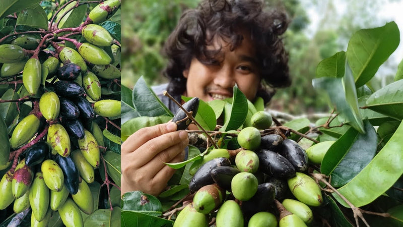 Discovering Pili, Philippines: A Hidden Gem