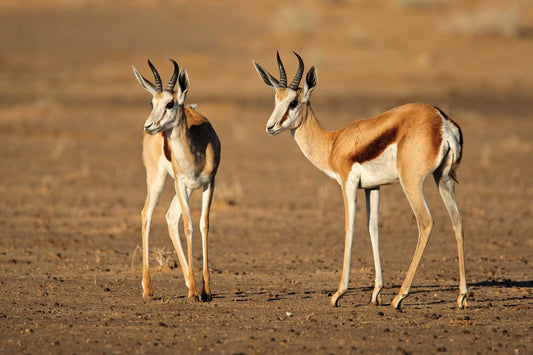 Discovering Springbok: A Gem In The Heart Of South Africa