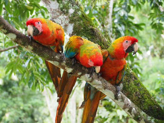 Wildlife Experiences In Sarapiquí, Costa Rica