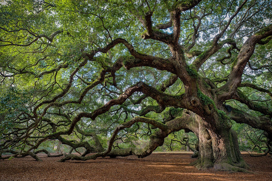 Discovering Live Oak: A Hidden Gem In The Heart Of Texas