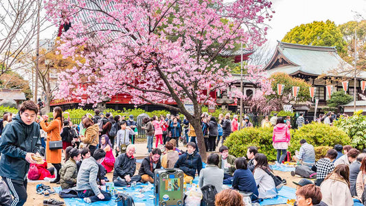 Takasaki's Cherry Blossom Festivals: A Celebration Of Nature's Beauty