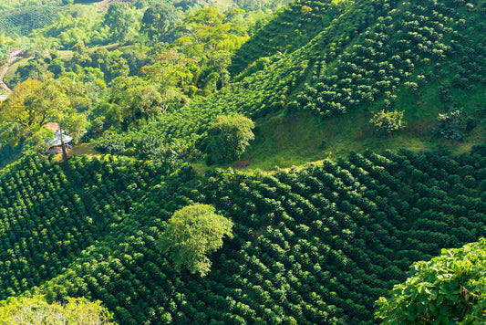 Discovering The Caldas Coffee Farms Tour: A Taste Of Colombia's Rich Heritage