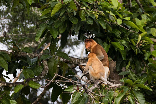 Wildlife Experiences In Sandakan: A Nature Lover's Paradise