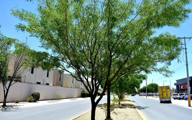 Discovering Rafael Yáñez Sosa (el Mezquite), Mexico