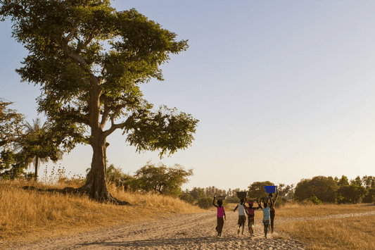 Thies Local Cuisine Guide: A Culinary Adventure In Senegal