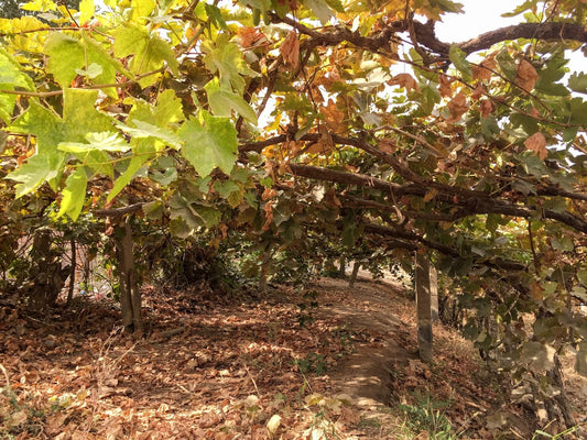 Turpan's Unique Climate And Agriculture