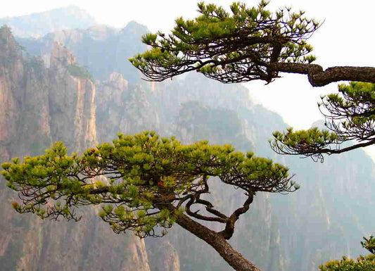 Huangshan Hiking Routes And Tips