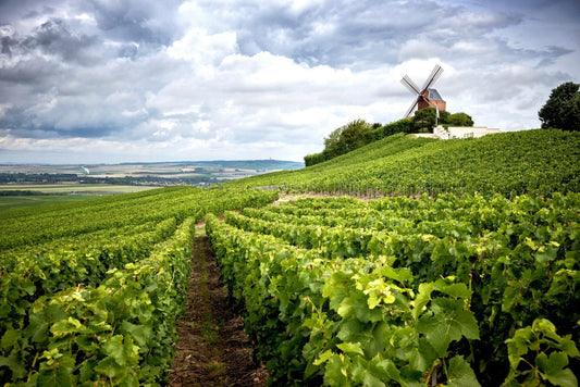 Discovering The Champagne Wine Regions And Tastings