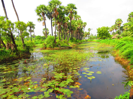 Discovering Madhavaram: A Hidden Gem In Chennai