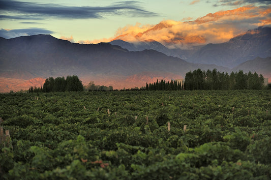 Mendoza Wine Regions Guide