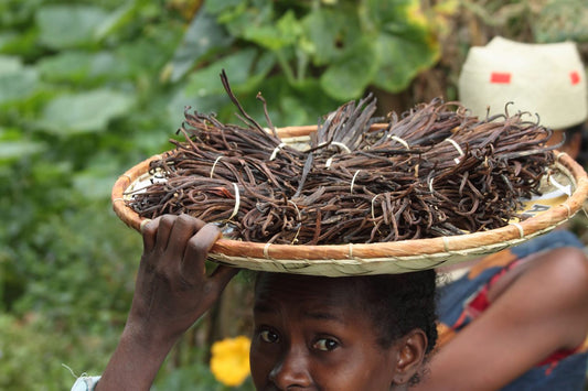 Antalahas Vanilla Farming And Local Economy