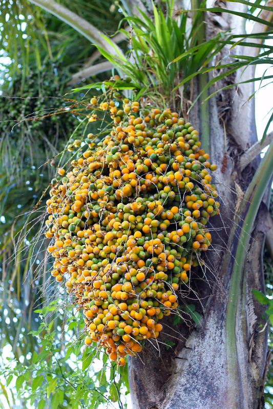 Discovering Butia: A Hidden Gem In Brazil