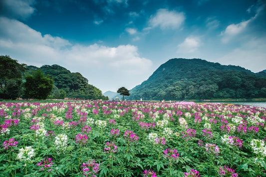 Longzhou's Hidden Scenic Spots