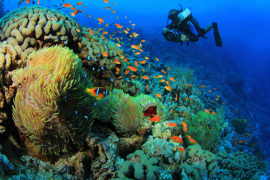 Diadema Diving Destinations: A Guide To Underwater Wonders