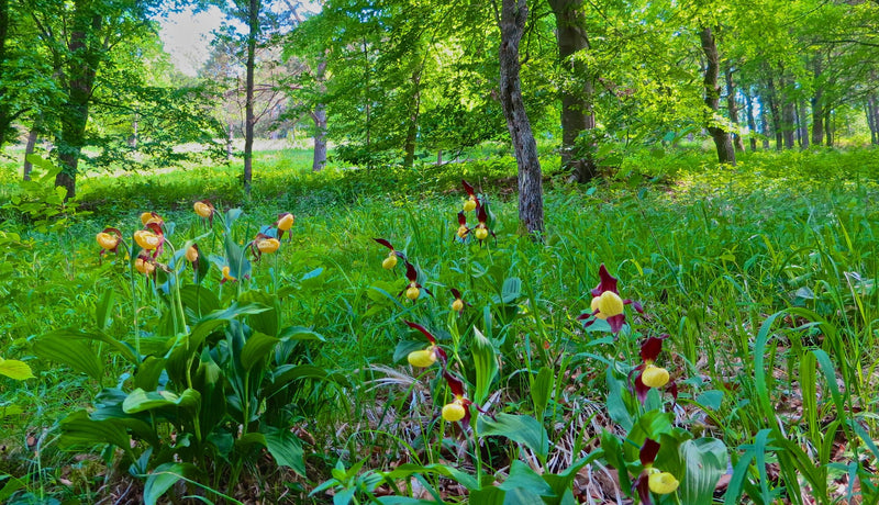 Discovering Zellingen: A Hidden Gem In Germany