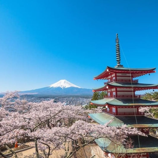 Edogawa's Top Cherry Blossom Viewing Spots