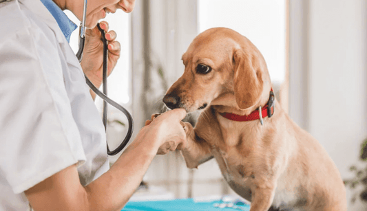 Finding A Travel Vet Near You: A Comprehensive Guide