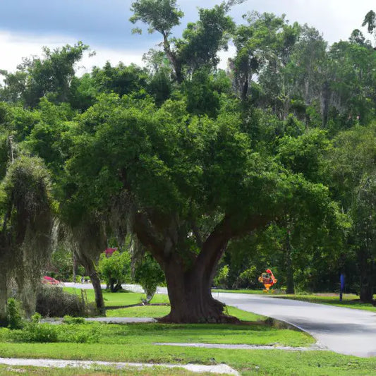 Discovering Alafaya, Florida: A Hidden Gem In Central Florida