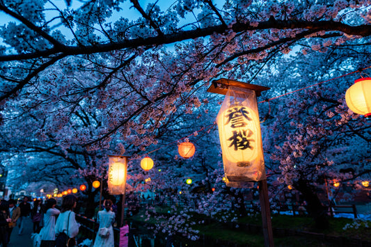 Higashine's Cherry Blossom Festivals: A Blooming Celebration