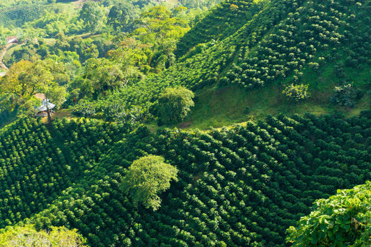 Discovering Colombia's Coffee Regions: A Traveler's Guide