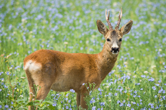 Discovering Capriolo: A Hidden Gem In Italy