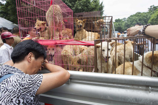 Yulin Festival Traditions And Local Cuisine