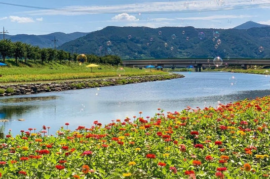 Gwangyang's Famous Cherry Blossom Festival