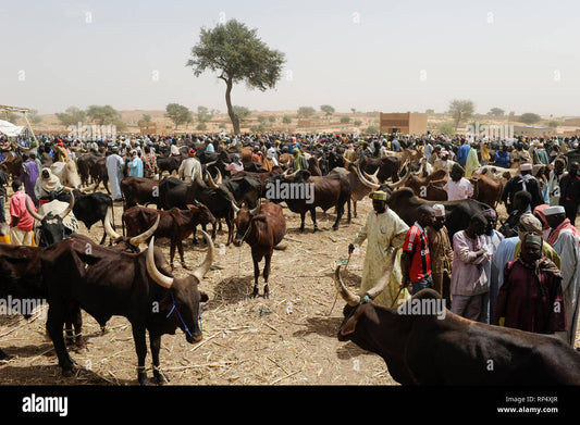 Top Attractions In Zinder, Niger