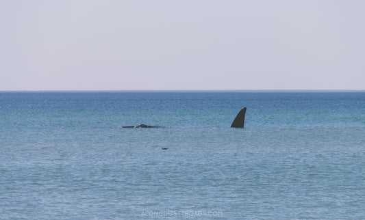 Whale Watching In Puerto Madryn: A Spectacular Encounter With Nature