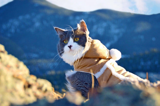 Traveling With A Cat: Tips For A Purr-fect Adventure