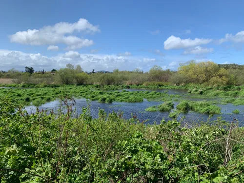 Saanich's Hidden Hiking Trails: A Nature Lover's Paradise