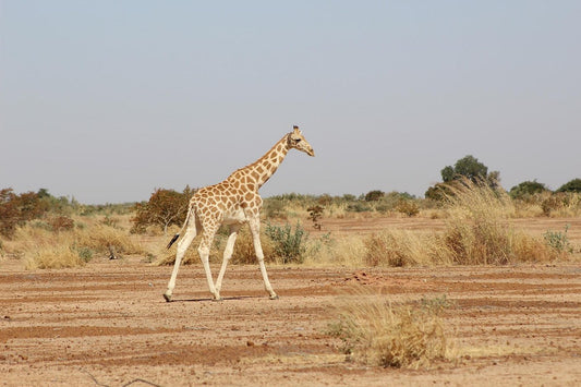 Discovering Koure: A Hidden Gem In Niger