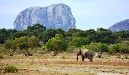 Discovering Yala: A Wildlife Wonderland In Sri Lanka