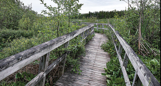 Discovering Bog Walk, Jamaica: A Hidden Gem