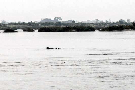 Dolphin Watching In Kratie, Cambodia