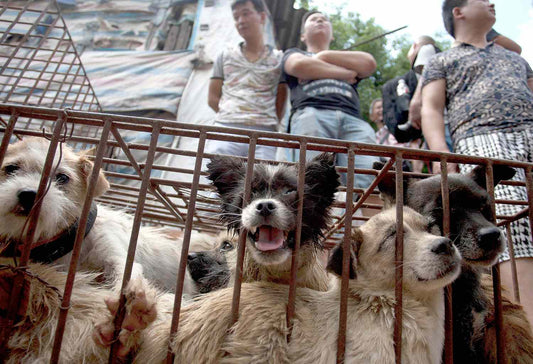 Yulin Dog Meat Festival: Cultural Perspectives And Alternatives