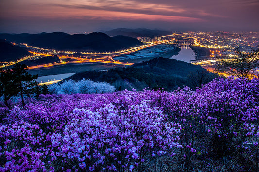 Discovering Daegu: A Hidden Gem In South Korea