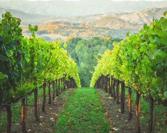 Top 10 Champaign Vineyards To Visit