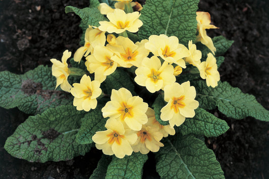 Discovering The Charm Of Primrose