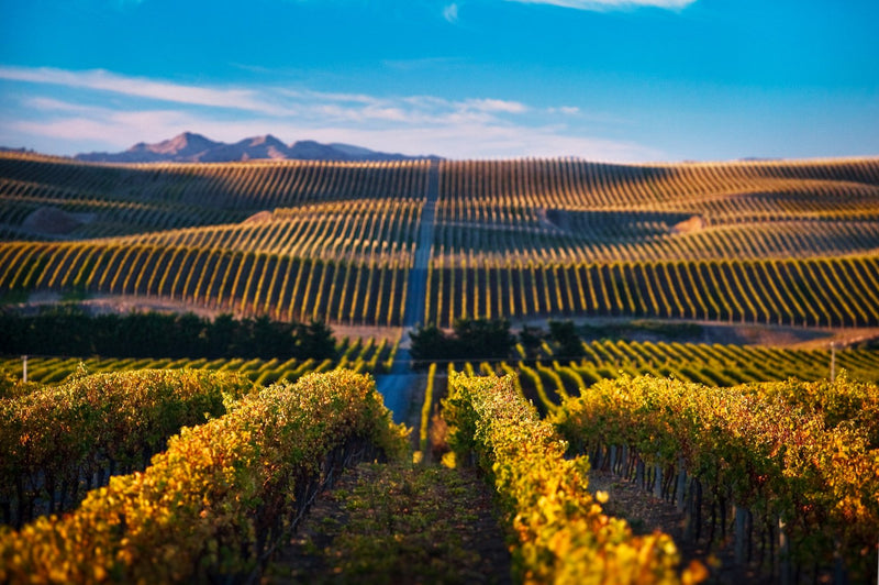 Discovering The Marlborough Wine Region: A Taste Of New Zealand's Finest