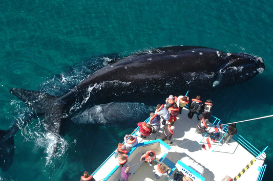 Whale Watching In Puerto Madryn: A Spectacular Experience